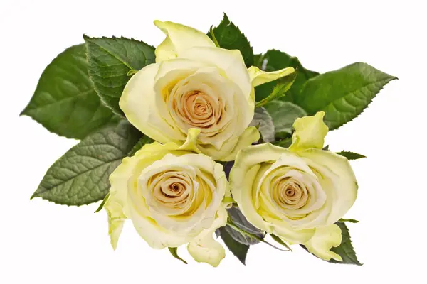 White Roses — Stock Photo, Image