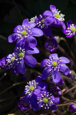 Hepatica flowers clipart