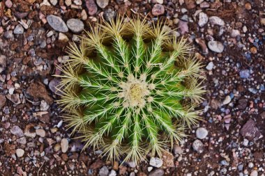 Echinocactus Grusonii