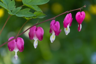 Bleeding Heart clipart