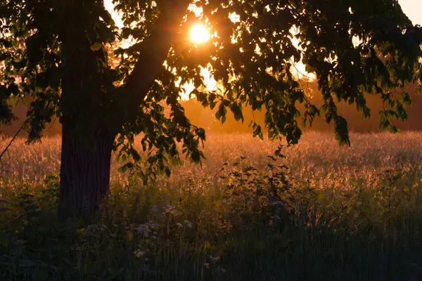 stock image Sun shining through the tree