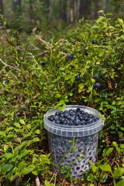 Blueberries in the Forest clipart