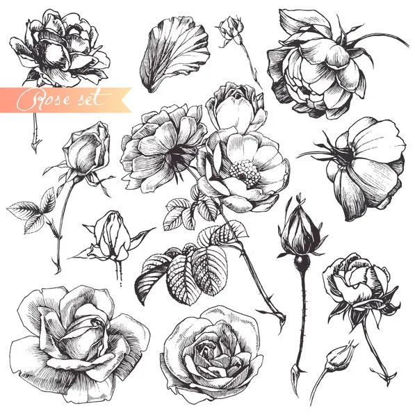 Set de roses . — Image vectorielle