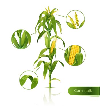 Corn stalk clipart