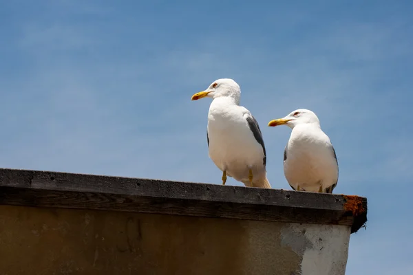 Sea gulls — Stock Photo, Image