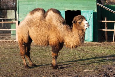 Two-humped camel clipart