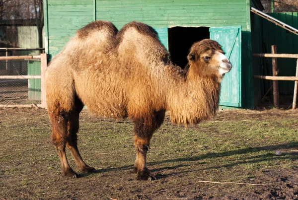 Καμήλα με δύο humped — Φωτογραφία Αρχείου