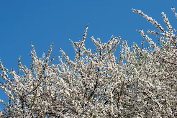 stock image White Flowering Cherry Tree