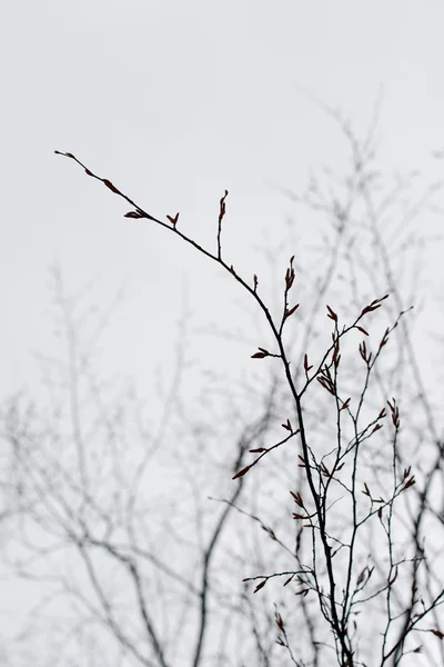 Zweige eines Baumes ohne Blätter — Stockfoto