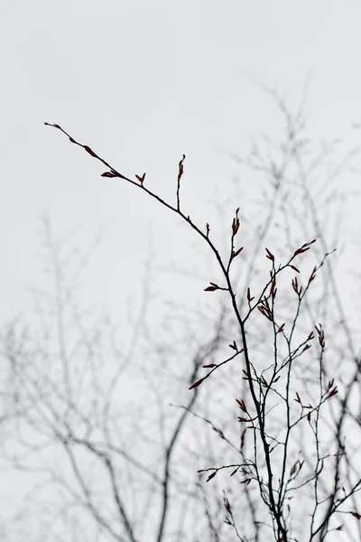 Branches d'un arbre sans feuilles — Photo