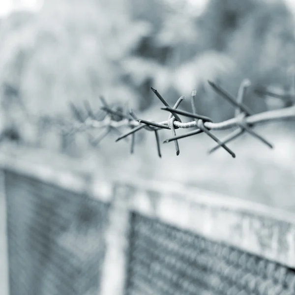 Fili di filo spinato su sfondo grigio — Foto Stock