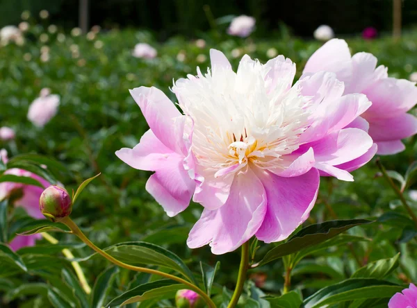 Велика рожева квітка півонії — стокове фото
