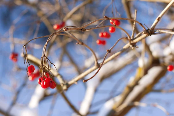 Punainen viburnum marjoja talvella — kuvapankkivalokuva
