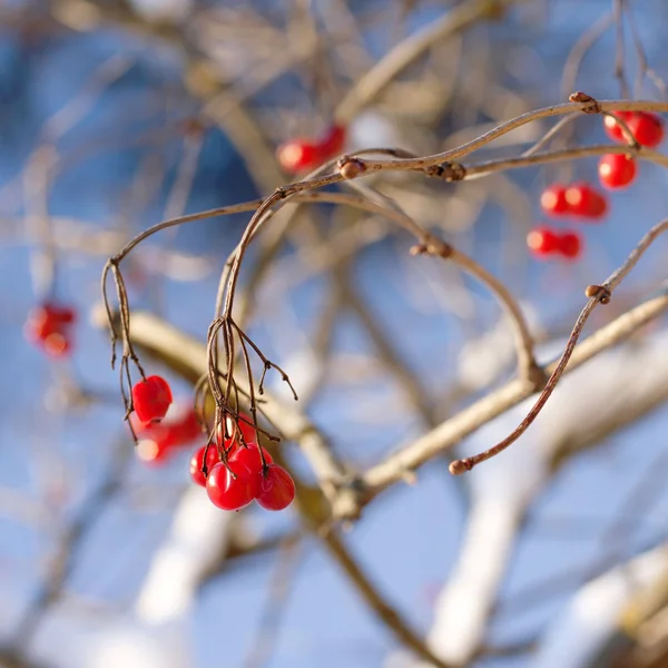 Punainen viburnum marjoja talvella — kuvapankkivalokuva