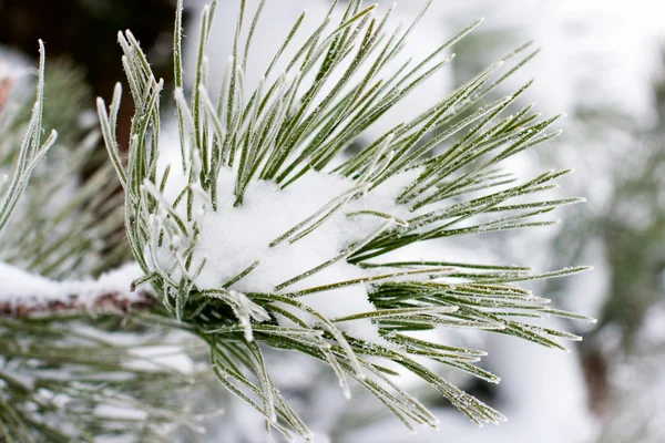 Vánoční věčně zelený smrk s čerstvým sněhem — Stock fotografie