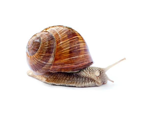 Crawling snail isolated on white background — Stock Photo, Image