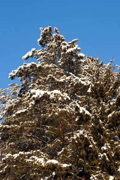 Julgran vintergrön gran med nysnö — Stockfoto