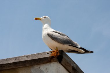 Yalnız martı