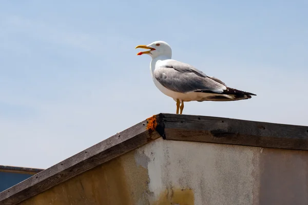 Lonely seagull — Stock Photo, Image