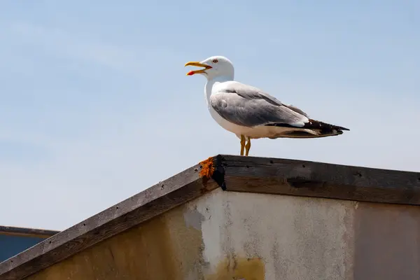 stock image Lonely seagull