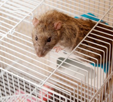 Brown Rat clipart