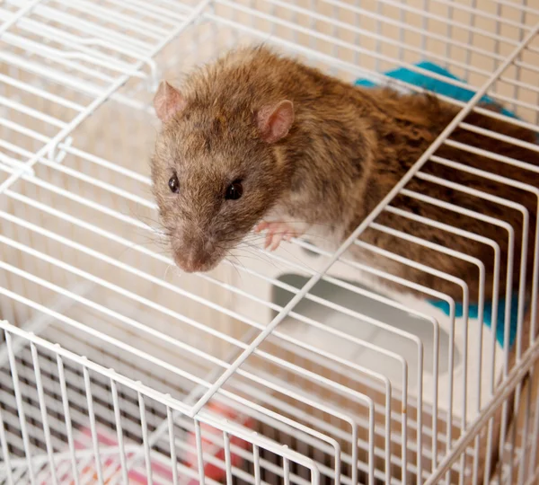 Brown Rat — Stock Photo, Image