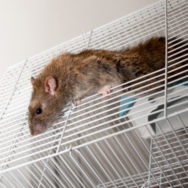 Brown Rat clipart