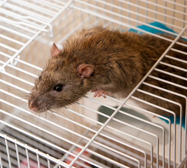 stock image Brown Rat