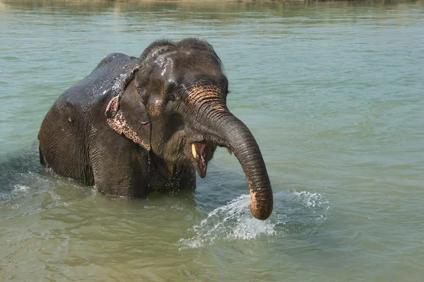 stock image Elephant