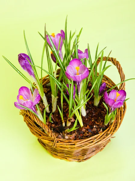 Crocus purple flowers — Stock Photo, Image