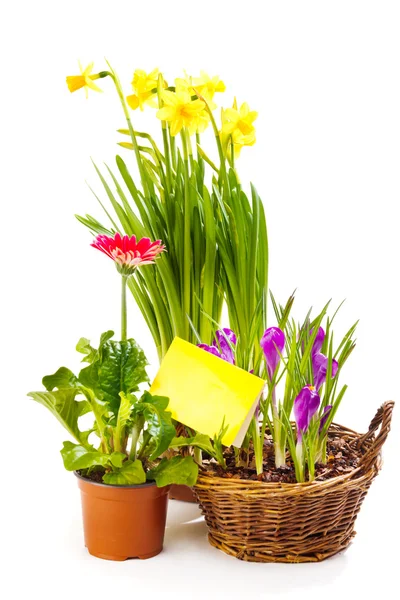 stock image Spring flowering plants