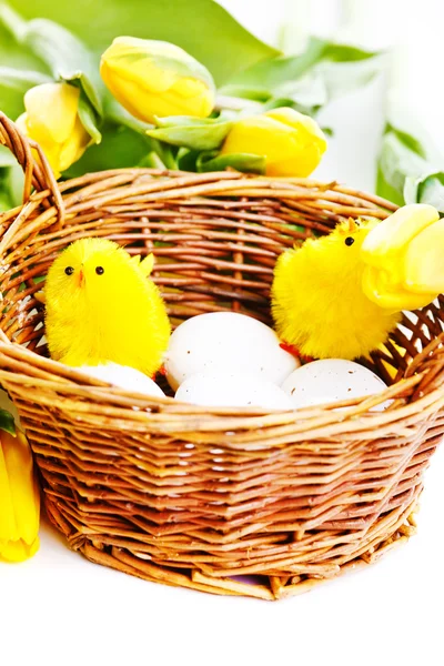 Chicks in basket — Stock Photo, Image