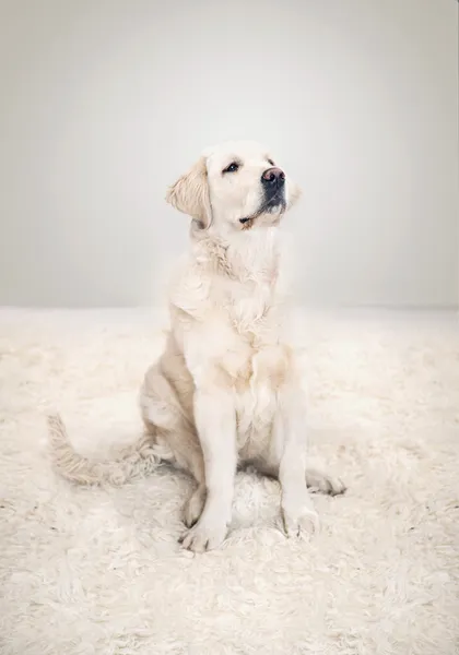 Zdjęcie ładny złoty pies myśliwski pozowanie — Zdjęcie stockowe