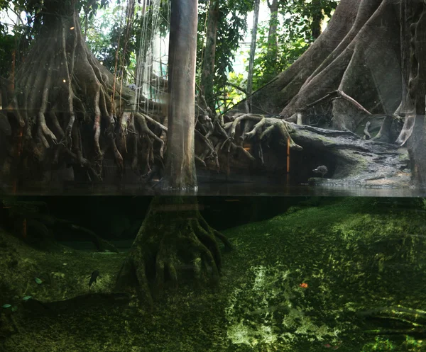 Τροπική ζούγκλα — Φωτογραφία Αρχείου