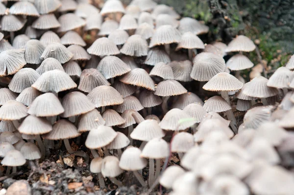 stock image Mushroom group