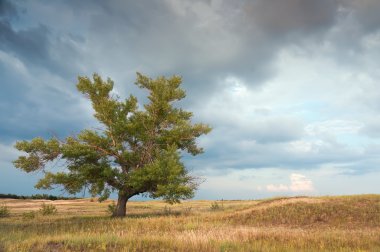 A lone poplar in steppe clipart