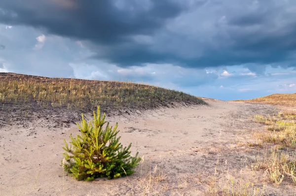 大草原の美しい風景 — ストック写真