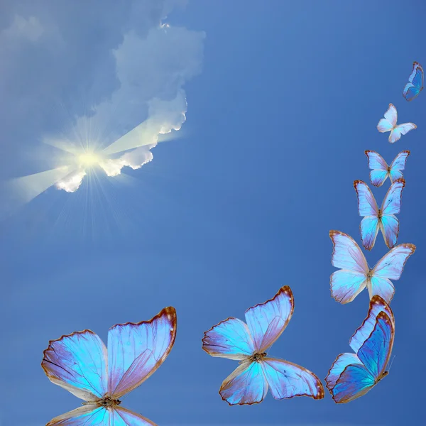 Blue butterfly flying in the sky Blue Butterfly Flies Away Hands Sky