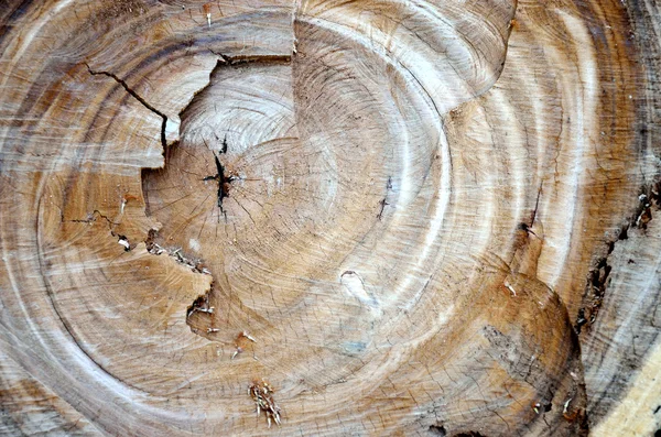 Wood section texture — Stock Photo, Image