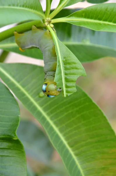 벌레 먹고 잎 — 스톡 사진
