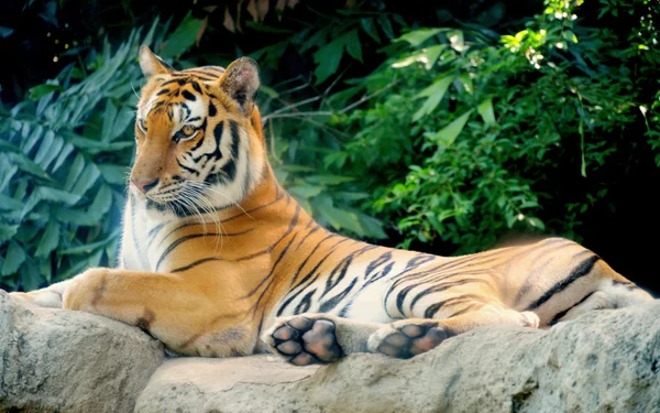 Tiger on the rock — Stock Photo, Image