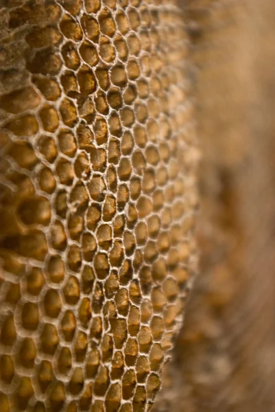 Honungskaka övergivna — Stockfoto