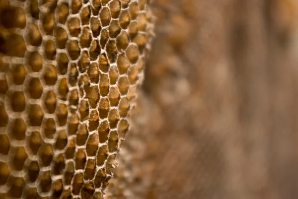 Nido de abeja abandonado —  Fotos de Stock
