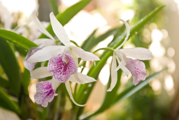 Orchidea in giardino — Foto Stock