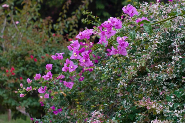 Fiore di carta con giardino — Foto Stock
