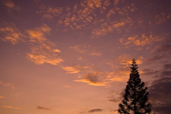 Mooie zonsondergang hemel en boom — Stockfoto