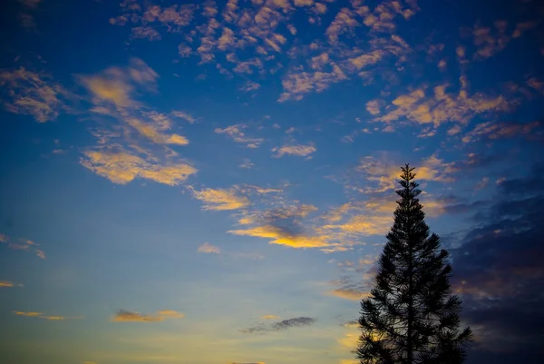 Beau ciel bleu et arbre — Photo