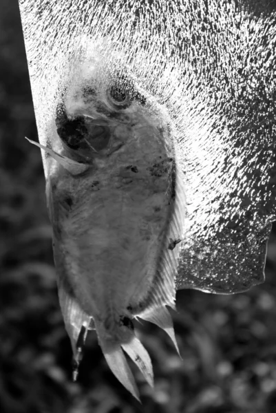 Buz balık — Stok fotoğraf