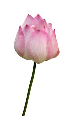 izole pembe lotus çiçeği