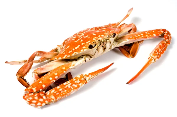 Kokt krabba isolerade — Stockfoto